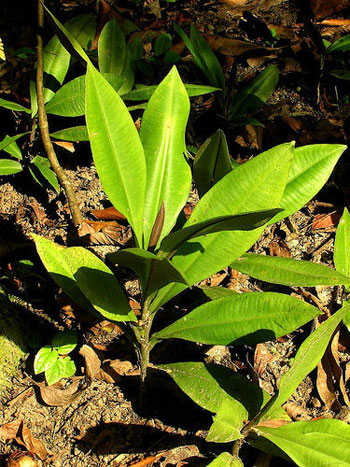 Kacip Fatimah (Labisia Pumila)