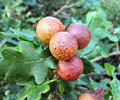 Manjakani  (Oak Apple)