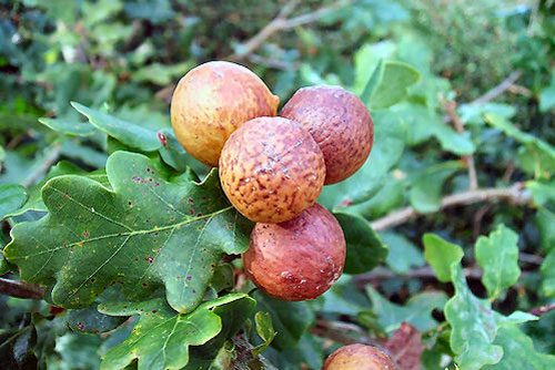 Manjakani  (Oak Apple)