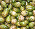 Mengkudu (Great Morinda)