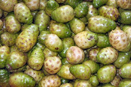 Mengkudu (Great Morinda)